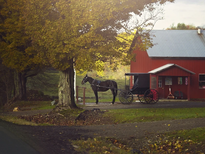 Amish Horse and Buggy in the fall